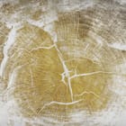 Miniatura fototapety Przekrój Pnia z Sękami