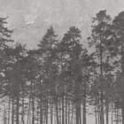 Miniatura fototapety Leśne sylwetki na tle nieba