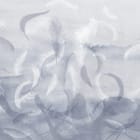 Miniatura fototapety Unoszące się białe pióra