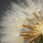 Miniatura fototapety Dmuchawce z kroplami wody