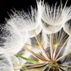 Miniatura fototapety Dmuchawce na ciemnym tle