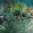 Miniatura fototapety Kameleon wśród zieleni liści