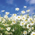 Miniatura fototapety Kwitnące stokrotki na tle nieba