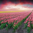 Miniatura fototapety Pole Tulipanów o Zachodzie Słońca