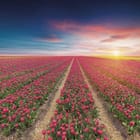 Miniatura fototapety Pole Czerwonych Tulipanów o Wschodzie