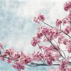 Miniatura fototapety Gałęzie Sakury na Jasnym Niebie