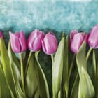 Miniatura fototapety Różowe tulipany na tle