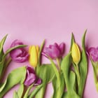 Miniatura fototapety Żółte i fioletowe tulipany