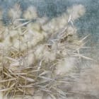 Miniatura fototapety Puszyste trawy na wietrze