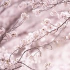 Miniatura fototapety Sakura w pełnym rozkwicie