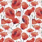 Miniatura fototapety Czerwone maki na białym tle