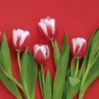 Miniatura fototapety Czerwono-białe tulipany w rzędzie