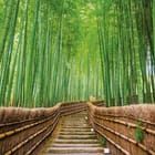 Miniatura fototapety Ścieżka w lesie bambusowym