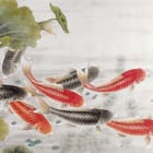 Miniatura fototapety Kolorowe ryby koi w wodzie