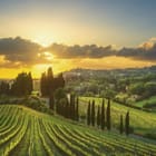 Miniatura fototapety Winnica i cyprysy o zachodzie słońca