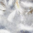 Miniatura fototapety Delikatne białe pióra na tle