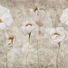 Miniatura fototapety Białe maki na szarym tle