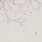 Miniatura fototapety Gałęzie Sakury z Kwiatami Wiśni