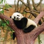 Miniatura fototapety Panda na drzewie pośród liści