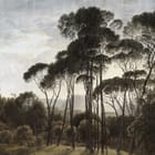 Miniatura fototapety Wysokie drzewa na polanie