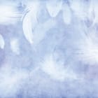 Miniatura fototapety Białe pióra na niebieskim tle