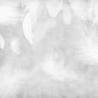 Miniatura fototapety Białe pióra na szarym tle