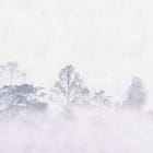 Miniatura fototapety Tajemniczy Las w Mgle