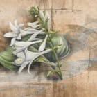 Miniatura fototapety Białe lilie z zielonymi liśćmi