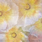 Miniatura fototapety Maki z przezroczystymi płatkami