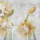 Miniatura fototapety Egzotyczne kwiaty kaktusa