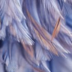 Miniatura fototapety Kolorowe Pióra w Niebieskich Odcieniach