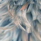 Miniatura fototapety Delikatne pióra w pastelach