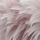 Miniatura fototapety Różowe Pióra w Delikatnym Zbliżeniu