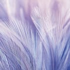 Miniatura fototapety Delikatne Pióra w Pastelach