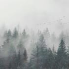 Miniatura fototapety Mglisty las iglasty