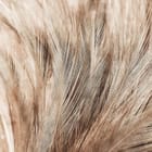 Miniatura fototapety Beżowe Pióra w Zbliżeniu