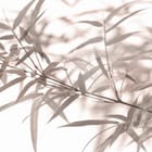 Miniatura fototapety Gałązki bambusa z liśćmi
