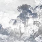 Miniatura fototapety Wysokie drzewa wśród chmur