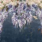 Miniatura fototapety Egzotyczne kwiaty wisterii