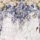 Miniatura fototapety Wiszące kwiaty glicynii