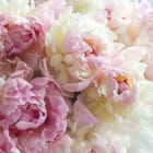 Miniatura fototapety Bukiet Różowych Piwonii