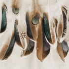 Miniatura fototapety Kolorowe Pióra na Jasnym Tle