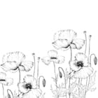 Miniatura fototapety Czarno-białe maki na łodygach