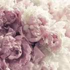 Miniatura fototapety Bukiet Różowych Piwonii