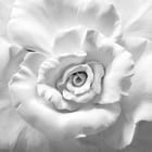 Miniatura fototapety Biały kwiat z bliska