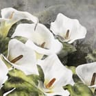 Miniatura fototapety Białe Kwiaty Kalii i Zielone Liście