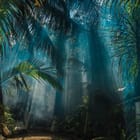 Miniatura fototapety Światło w tropikalnym lesie