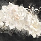 Miniatura fototapety Białe Piwonie na Ciemnym Tle