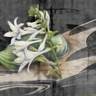 Miniatura fototapety Bukiet białych lilii na liściach