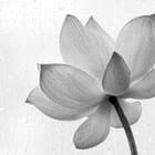 Miniatura fototapety Kwiat lotosu w deszczu